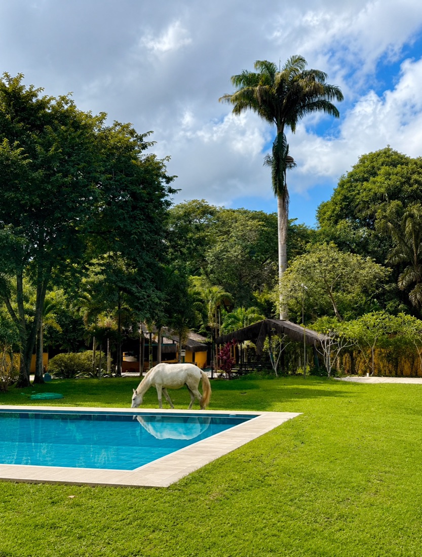 Cavalo branco junto à piscina, visto do terraço